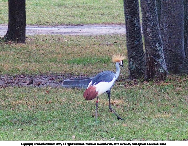 East African Crowned Crane #2