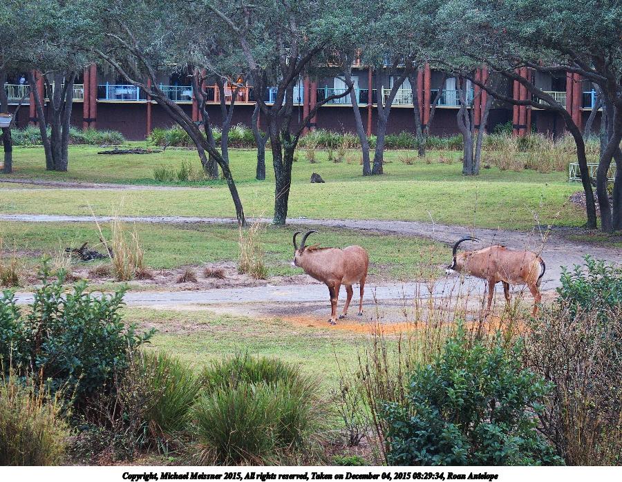 Roan Antelope #2