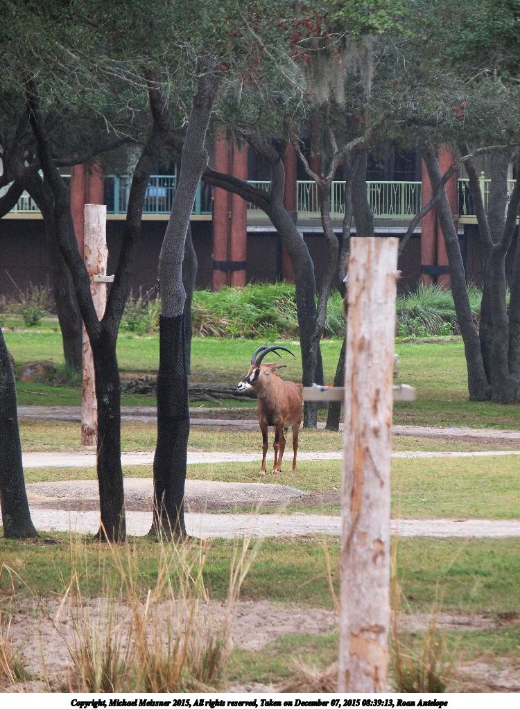 Roan Antelope #11