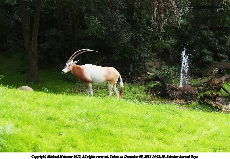 Scimitar-horned Oryx
