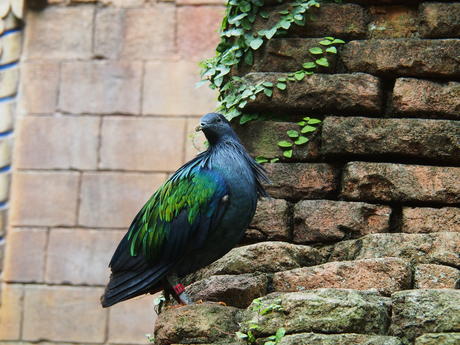 Blue-green bird