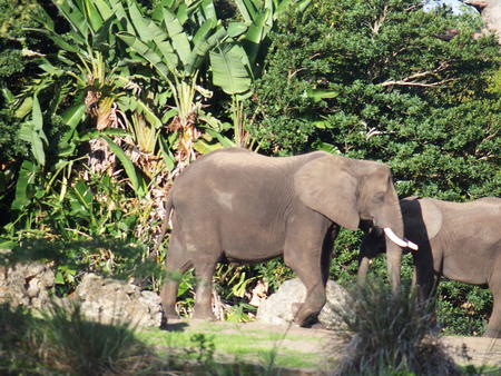 Elephant #2