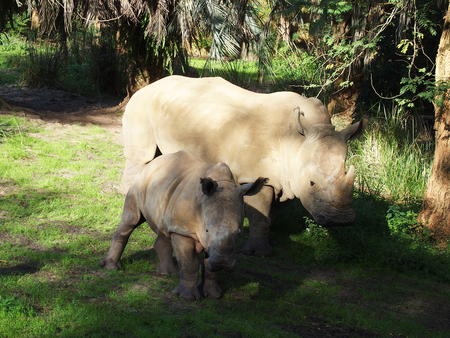 White Rhinoceros #5