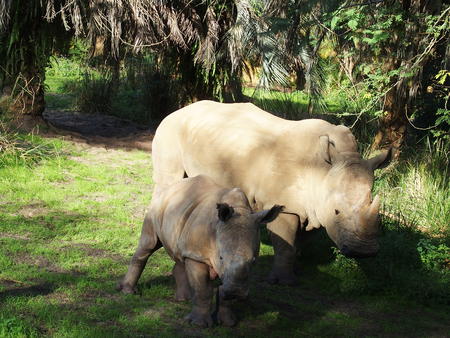 White Rhinoceros #6