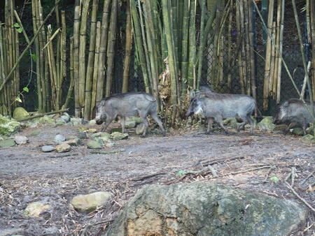 Warthogs #2
