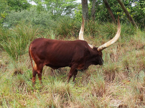 Anikole cattle #3
