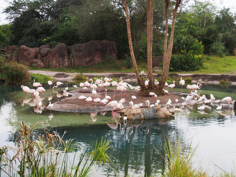 Greater Flamingos #2