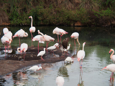 Greater Flamingos #4