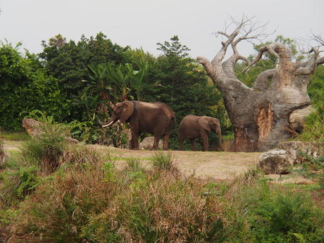 Elephants #4