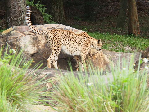 Cheetah #7