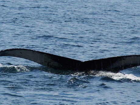 Whale tail #8