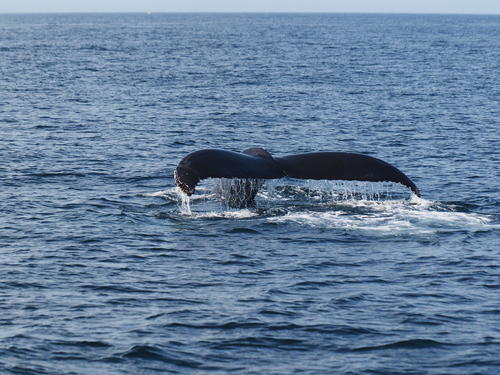 Whale tail #16