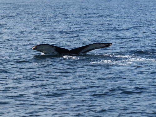 Whale tail #19