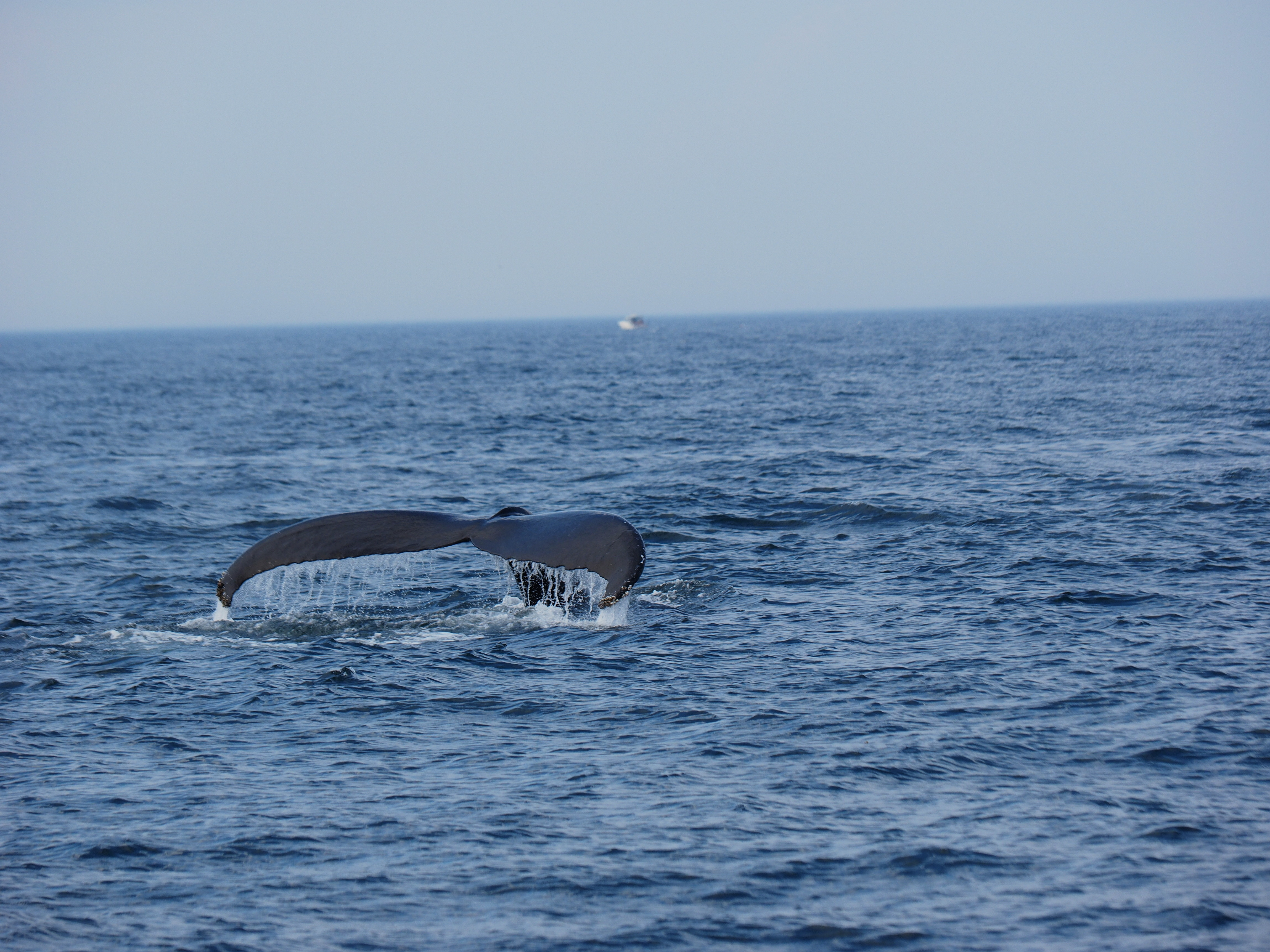 Whale tail #7