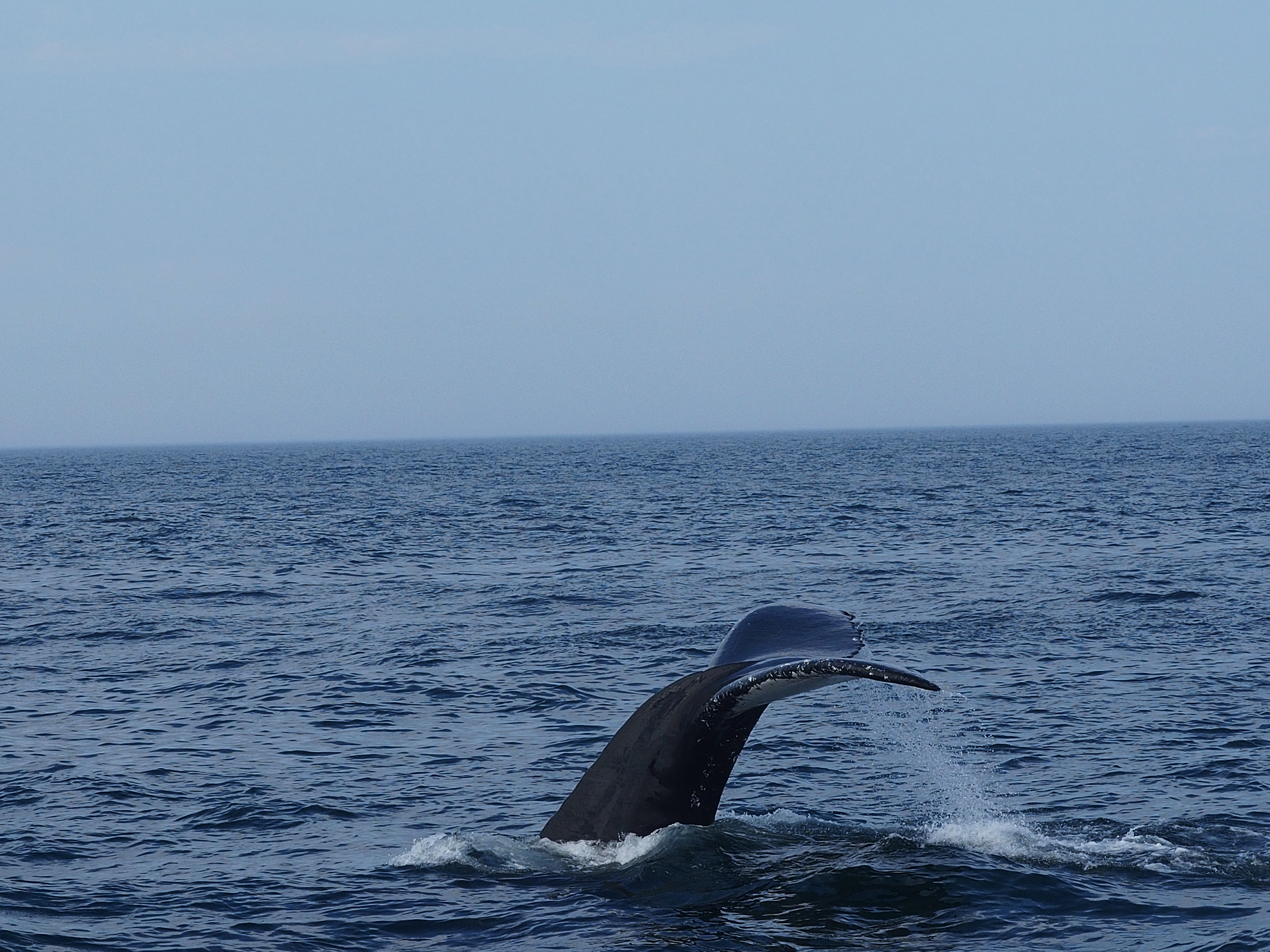 Whale tail #10
