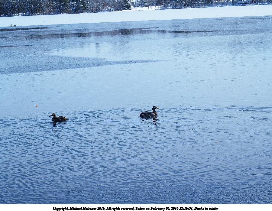 Ducks in winter #2