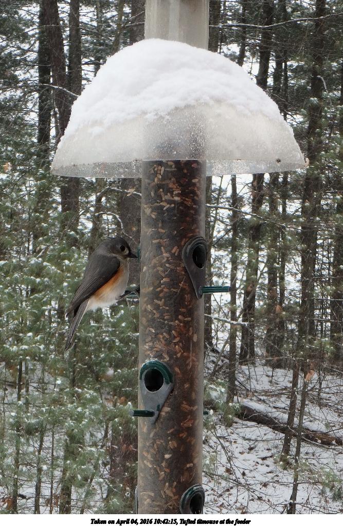 Tufted titmouse at the feeder