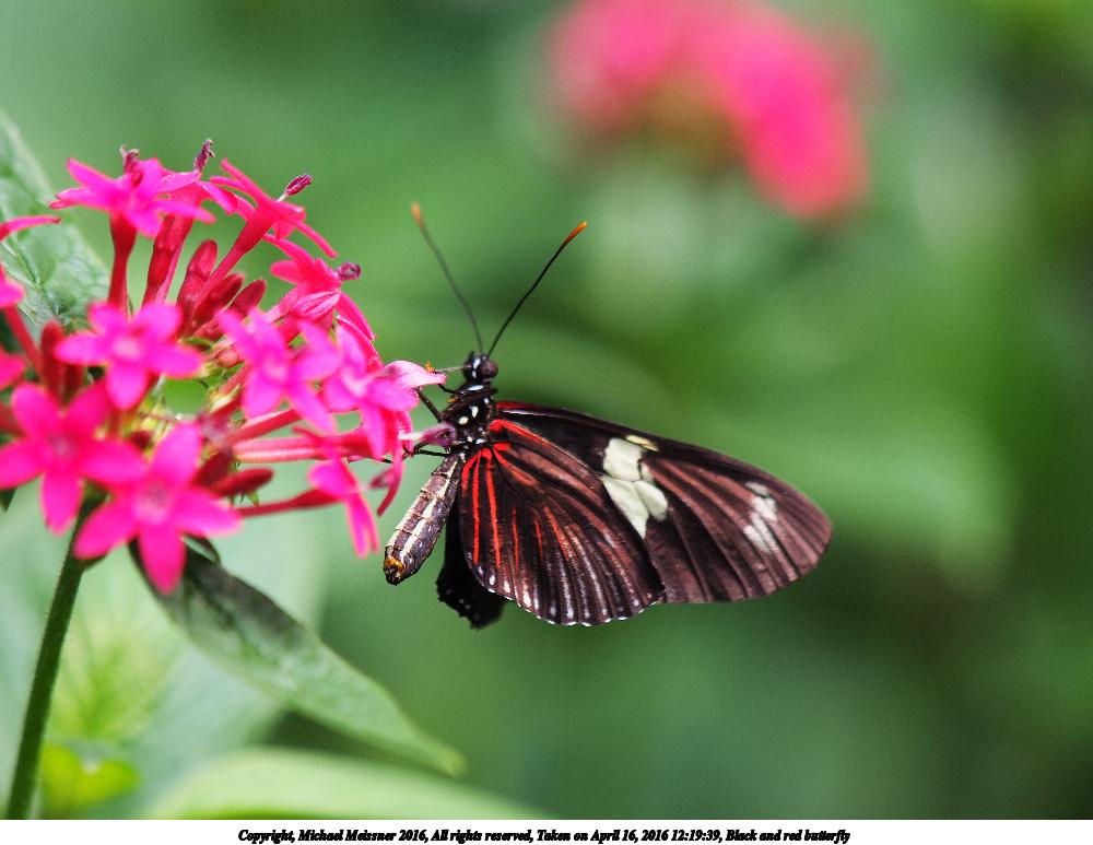 Black and red butterfly #2