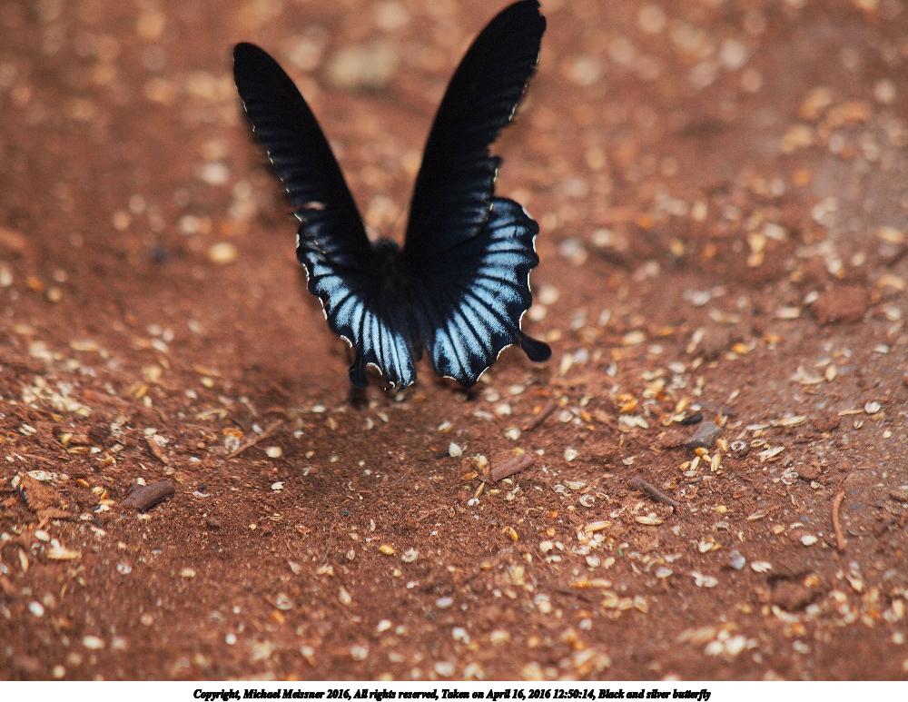 Black and silver butterfly