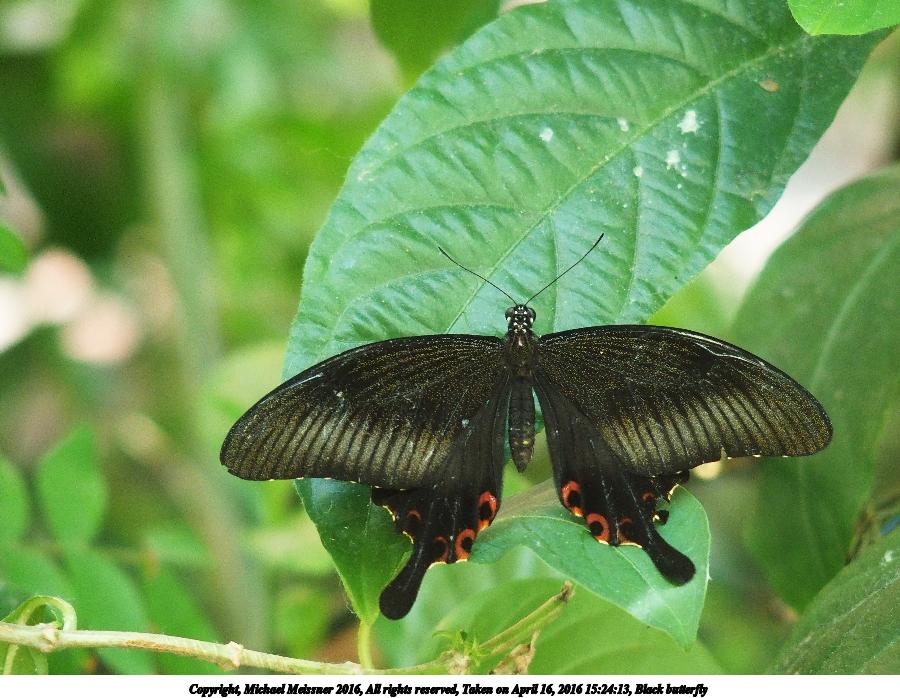 Black butterfly #2