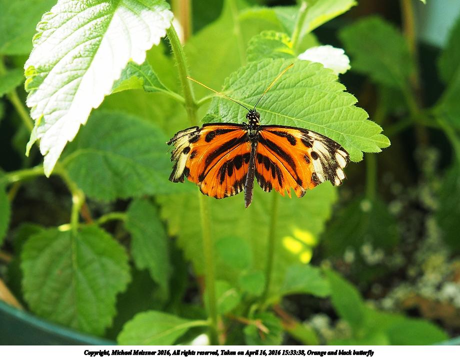 Orange and black butterfly