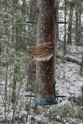 Sparrow at the feeder
