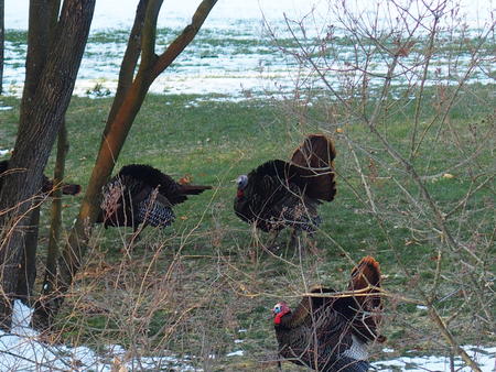 Wild turkeys #2