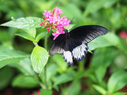 Black and white butterfly #3