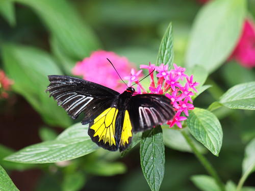 Black and yellow butterfly #2