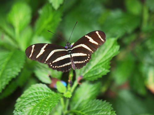 Black and white butterfly #4