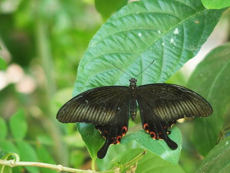 Black butterfly #2