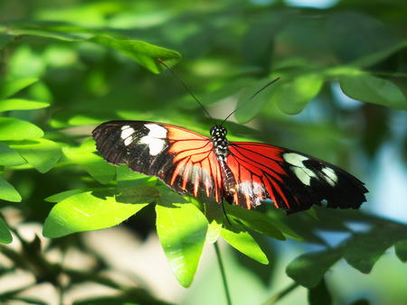 Black, red, and white butterfly