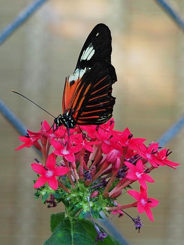 Black and orange butterfly #3