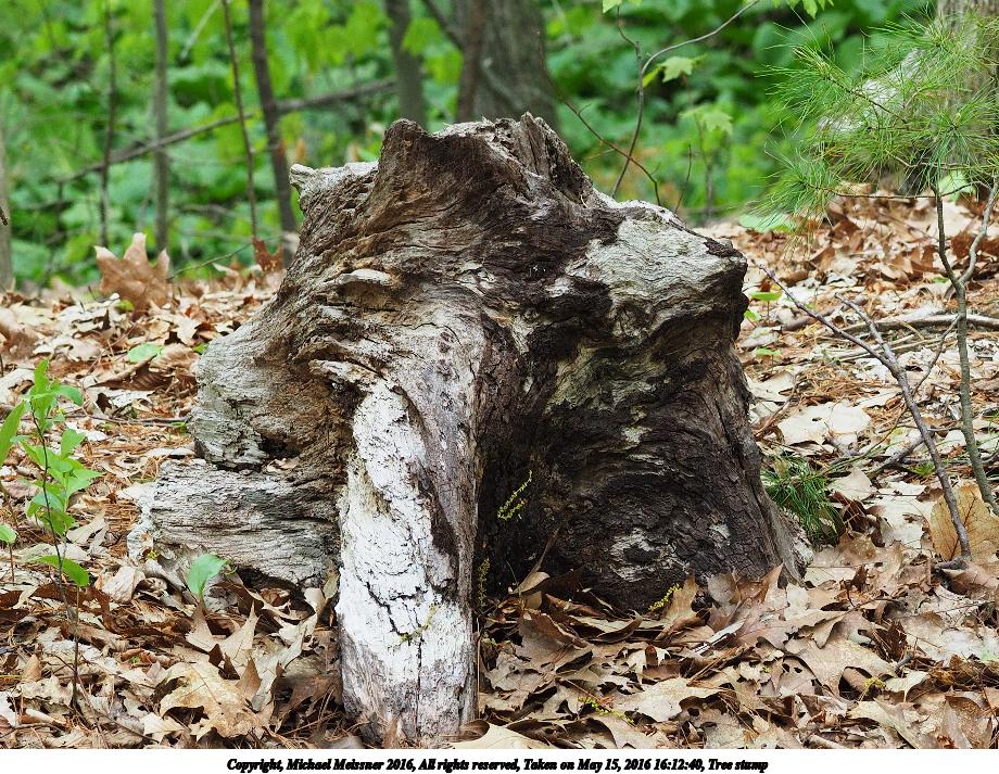 Tree stump #4