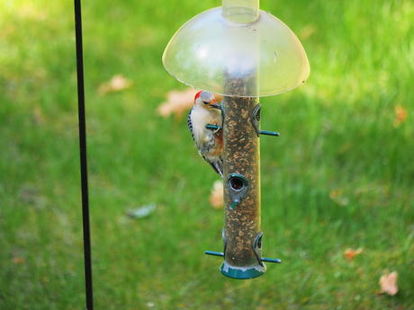 Red-bellied woodpecker #4