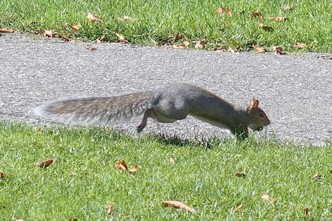 Squirrel #2