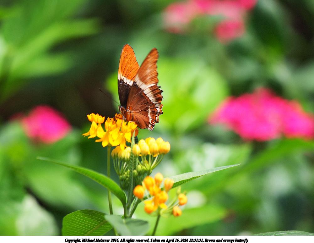 Brown and orange butterfly