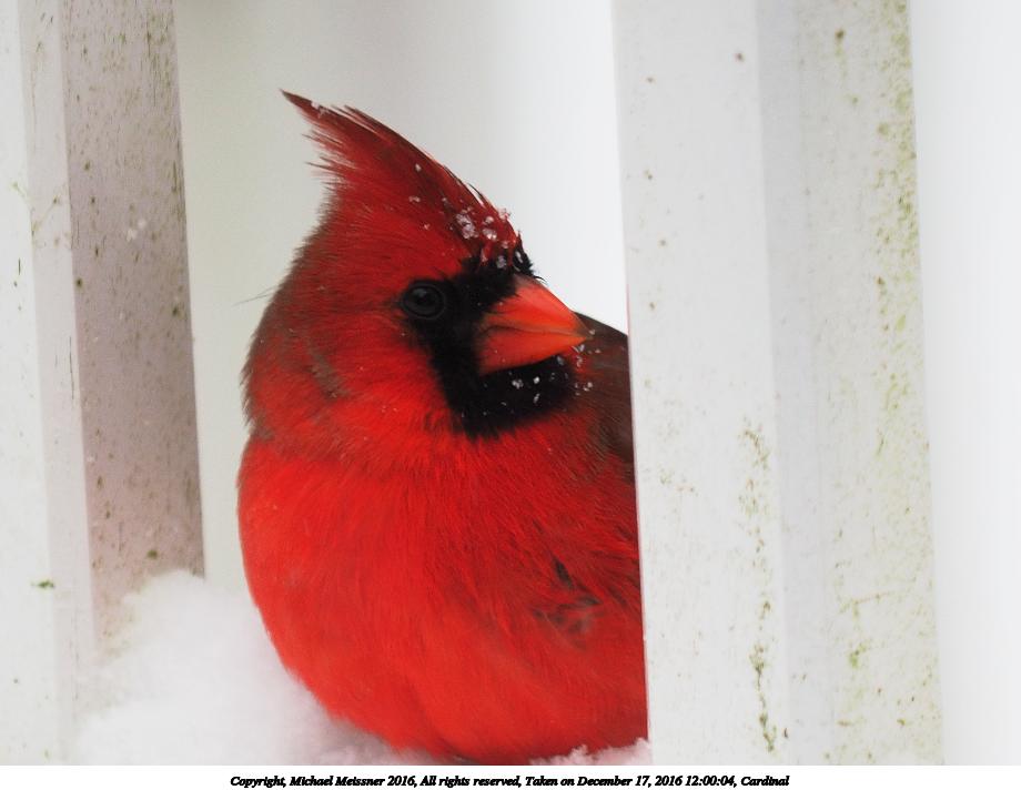 Cardinal #2