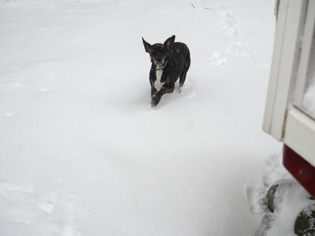 Sophie in the snow #2