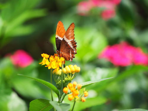 Brown and orange butterfly