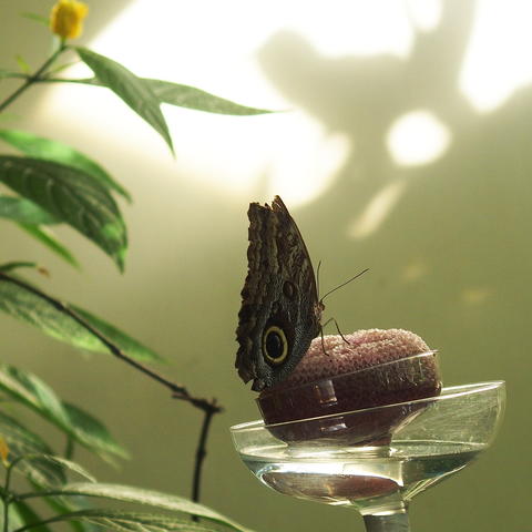Butterfly with the eyes