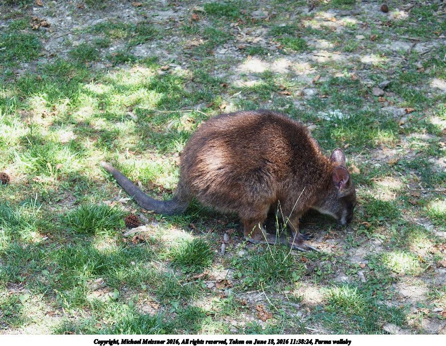 Parma wallaby #2
