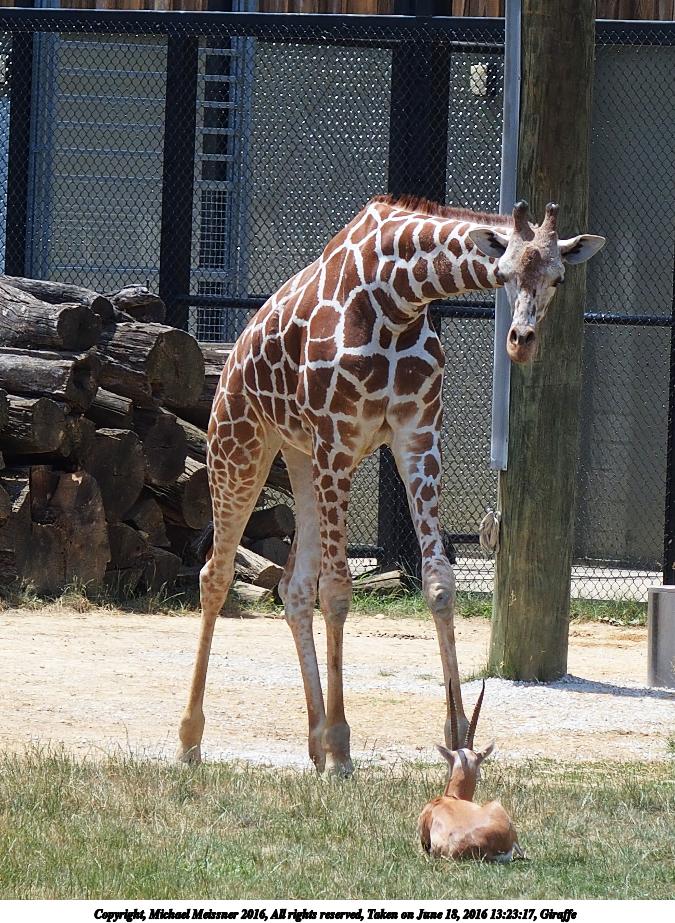 Giraffe #7