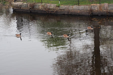 Geese on the Charles River