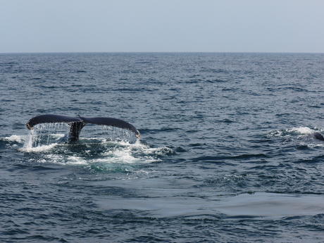 Whale tail #2