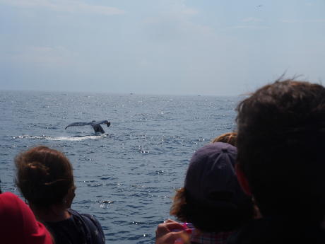 Looking at the whales
