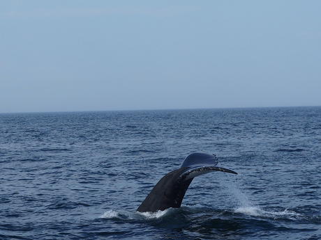 Whale tail #10