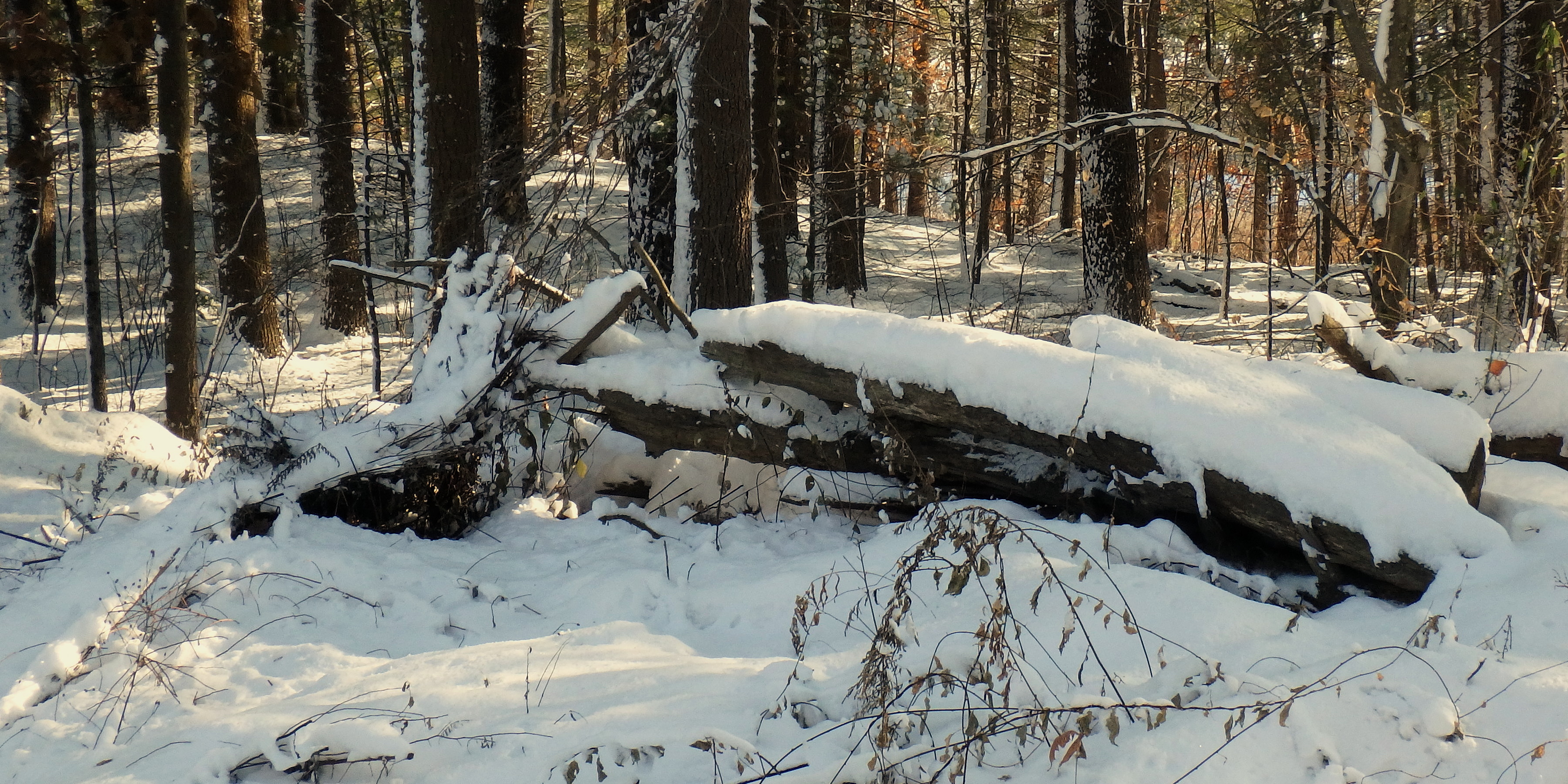 Snow covered log