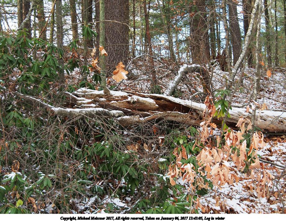 Log in winter