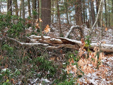 Log in winter